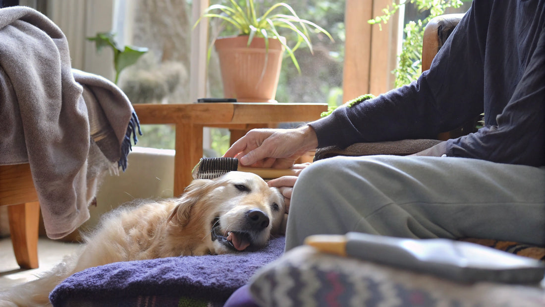 4 Steps to Eliminate Stinky Dog Odors Naturally