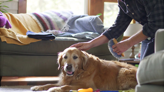 Effective Allergy Treatment for Dogs: A Comprehensive Guide