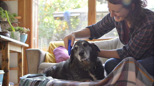 10 Benefits of Waterless Shampoo for Dogs You Need to Know