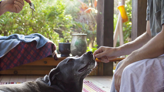 9 Best Dog Anti Itch Sprays for Quick Relief