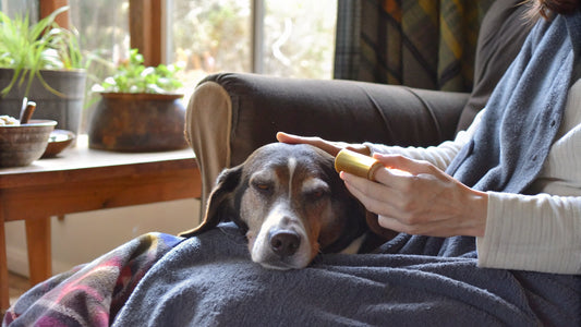 9 Best Allergy Meds for Dogs: Natural and Effective Solutions