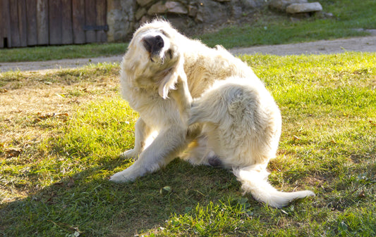 Natural Dog Skin Care: Relieve Itching, Allergies & Yeast Infections with Dog Stuff & Food Stuff by Stinky Stuff.