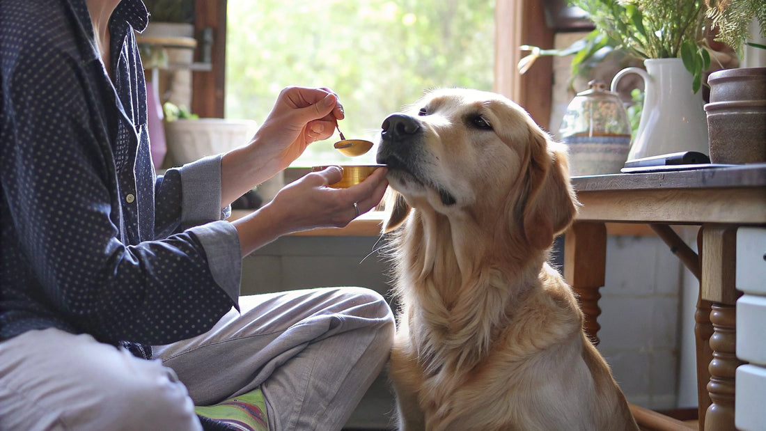 Understanding Side Effects of Turmeric in Dogs for Pet Owners