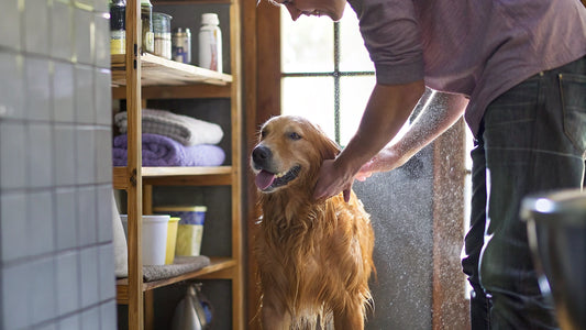 Choose the Best Dog Shampoo for Sensitive Skin: A Step-by-Step Guide