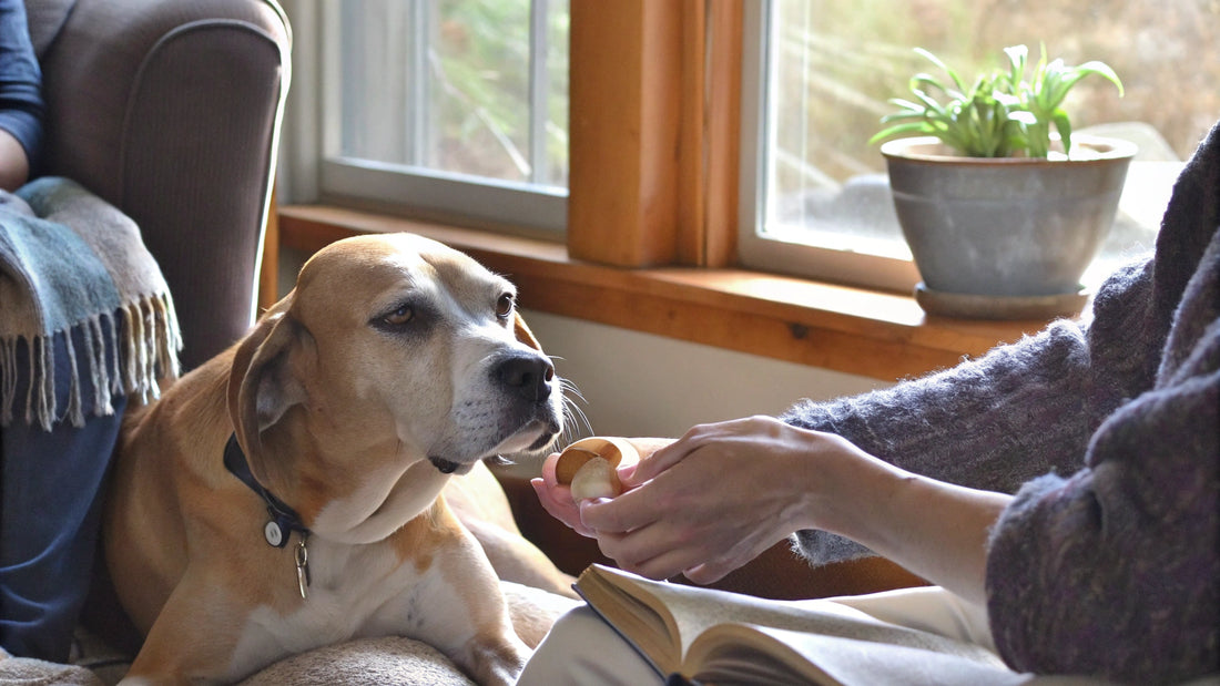 7 Benefits of Turmeric Powder for Dogs' Health and Wellness