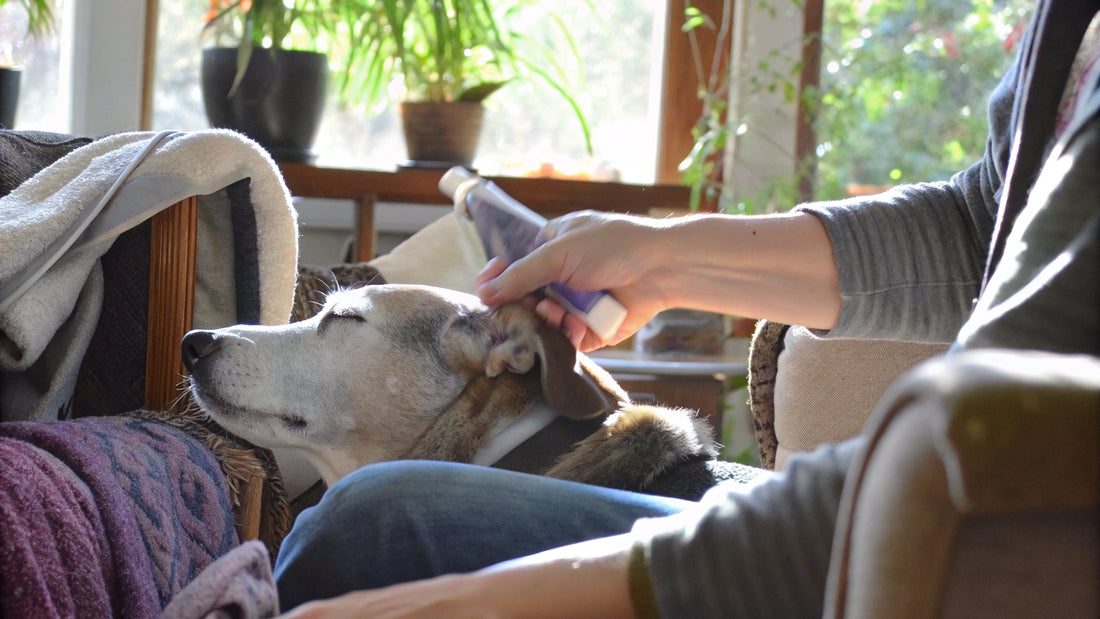Dog Ear Cleaning Solution: Natural vs. Chemical Options Explained