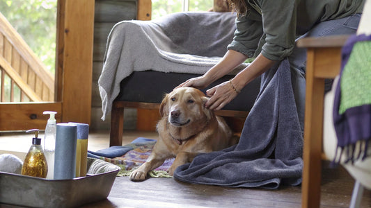 10 Solutions for Your Smelly Dog: Natural Care Tips