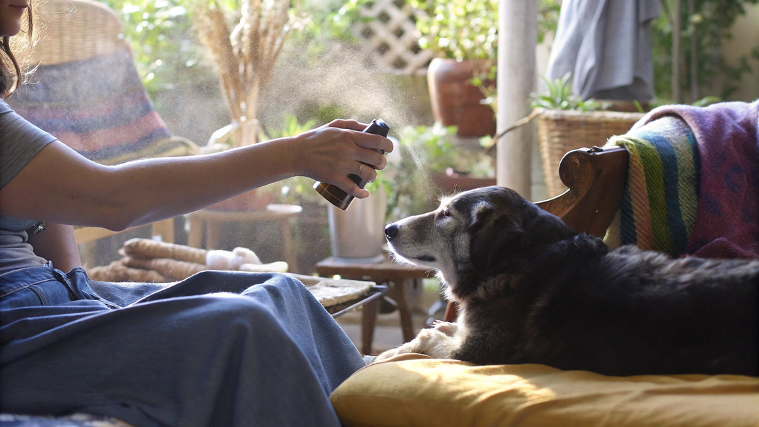 10 Natural Flea Sprays for Dogs That Really Work