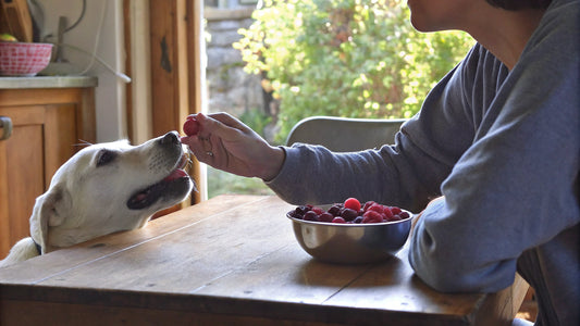 4 Steps to Safely Introduce Raspberries for Dogs
