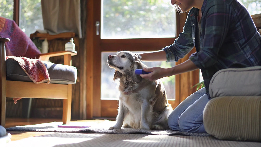 Comparative Analysis of Dog Ear Cleaning Solutions for Pet Owners