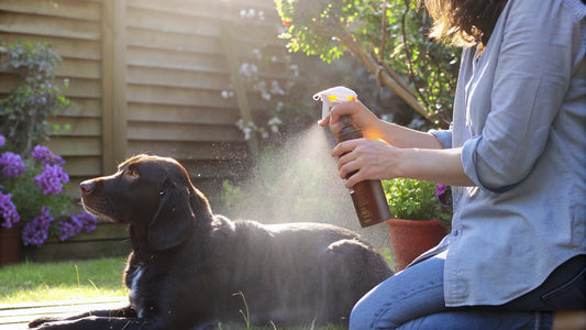 10 Effective Hot Spot Spray Solutions for Pet Skin Care