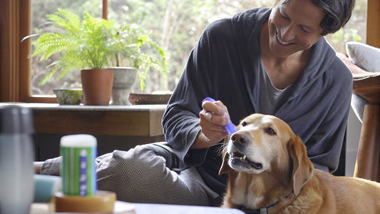 Master Dog Toothpaste and Brush for Optimal Dental Care