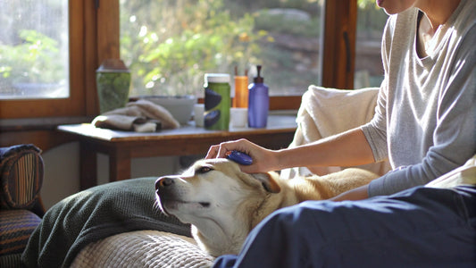 10 Best Dog Ear Cleaning Wipes for Happy, Healthy Pets