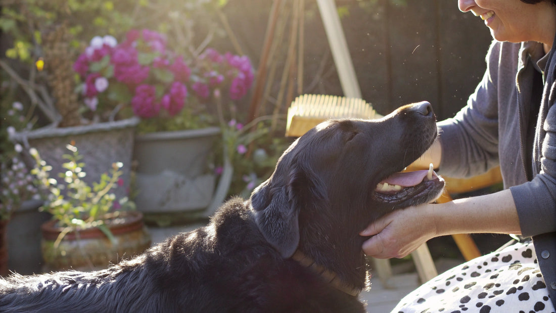 10 Benefits of Kelp Powder for Dogs' Health and Wellness