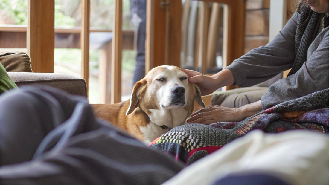 10 Natural Pain Relief for Dogs: Effective Solutions for Pet Owners
