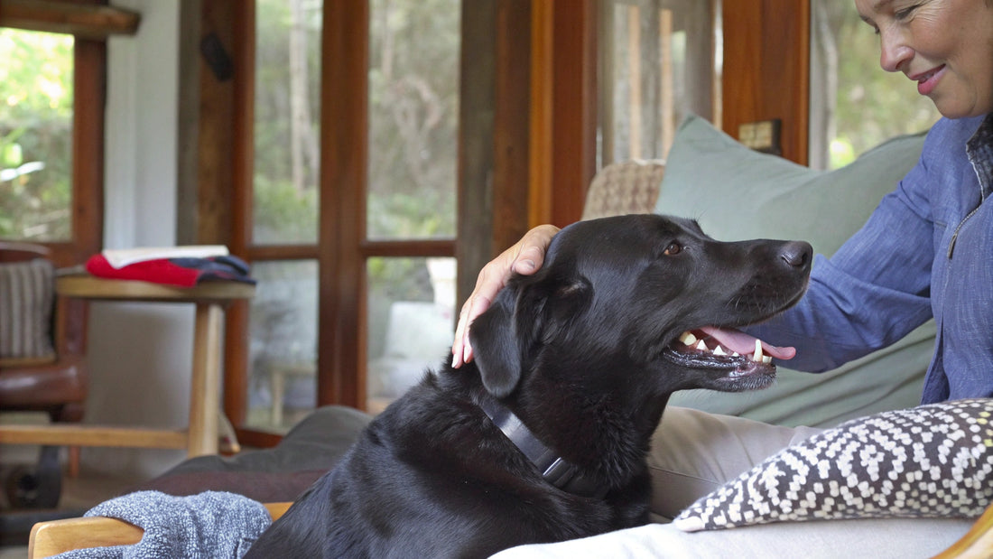 10 Effective Dog Dry Skin Treatments You Can Try at Home