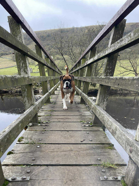 A boxer dog walking over a bridge in the Yorkshire Dales