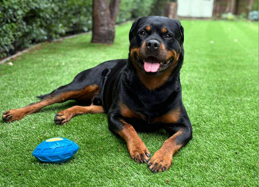 How Stinky Stuff Changed My Dogs’ Skin, Ears and Paws – A Personal Story