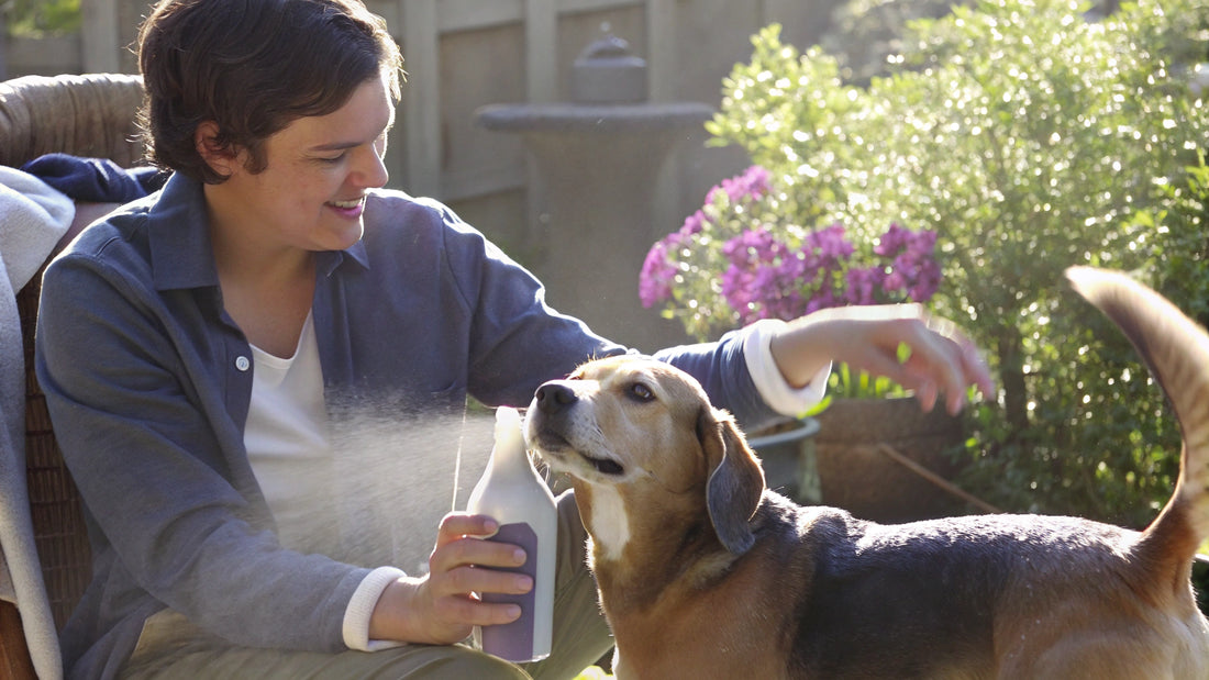 10 Effective Mosquito Spray for Dogs to Keep Pets Safe