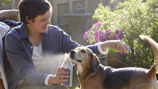 10 Effective Mosquito Spray for Dogs to Keep Pets Safe