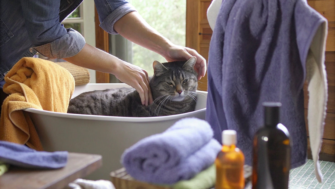 10 Best Cat Flea Shampoo Options for Effective Pest Control