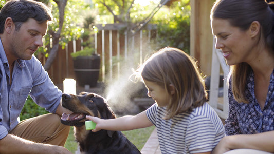 7 Flea and Tick Spray for Yard Safe for Pets Options
