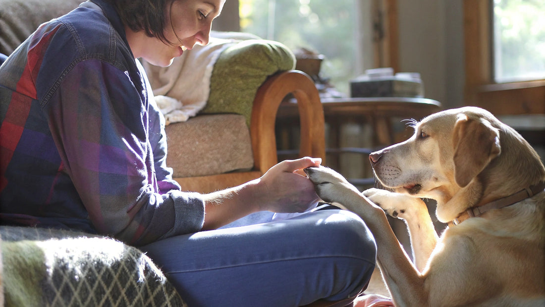 7 Essential Facts About Interdigital Cysts in Dogs