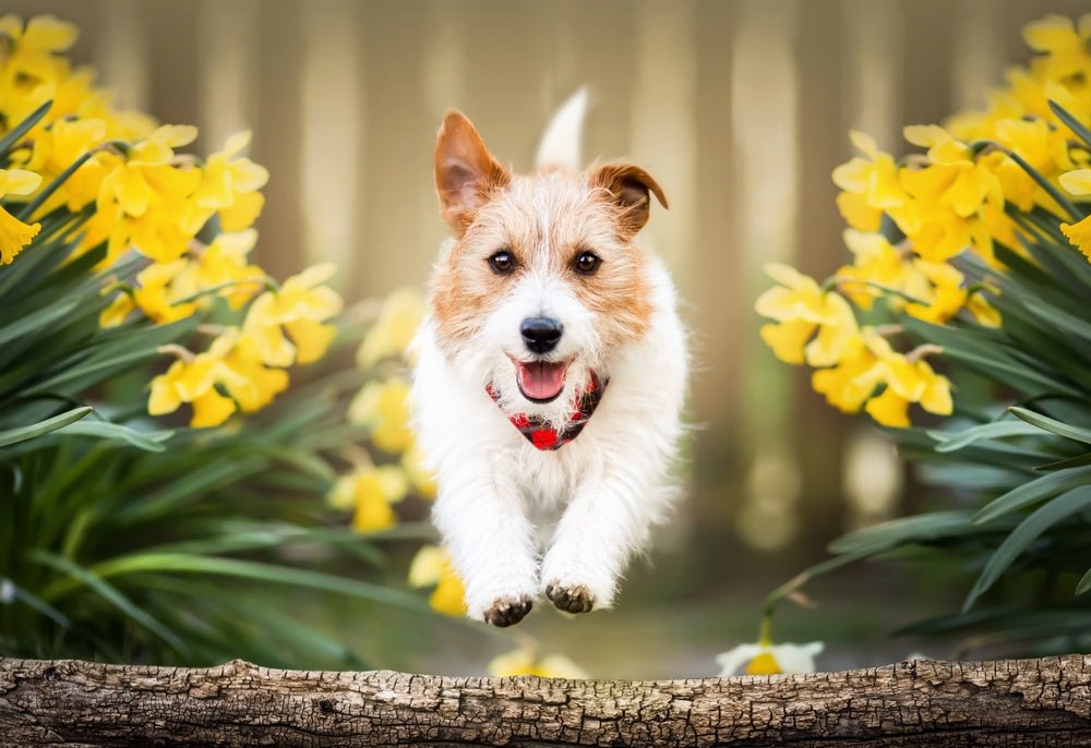 Best Spring Dog Walks to Enjoy This Easter - Stinky Stuff