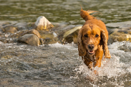What are the best products to prevent yeast infections in dogs?