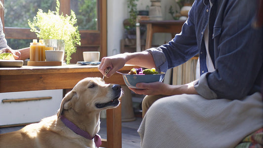 Boost Your Dog's Gut Health: Essential Probiotic Strategies