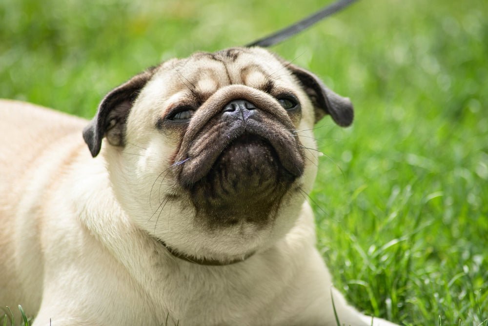 Can Dogs Get Hayfever? Signs, Symptoms and How to Help - Stinky Stuff