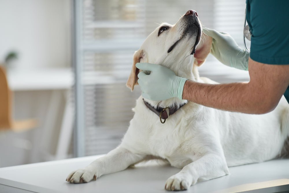 Can Dogs Take Paracetamol? - Stinky Stuff