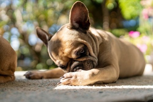 Can Food Cause Itchy Skin in Dogs? A Nutritionist's Honest Answer - Stinky Stuff