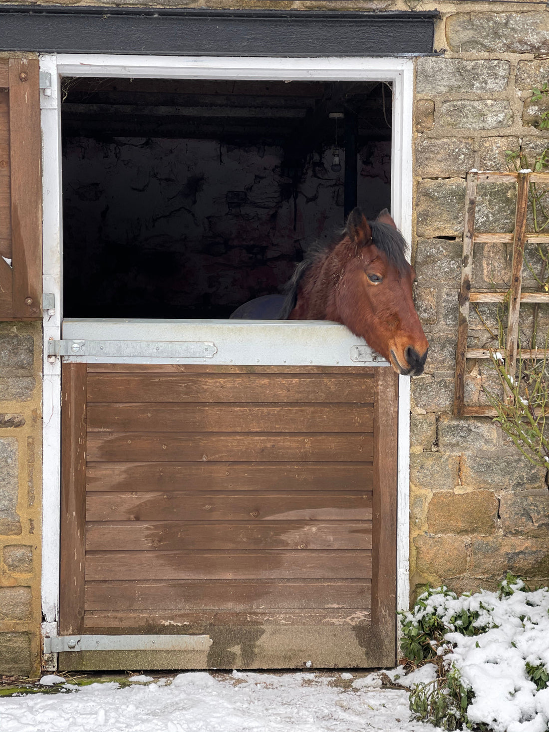 Clipped, Rugged, or Natural? How Winter Coat Choices Affect Your Horse’s Skin - Stinky Stuff