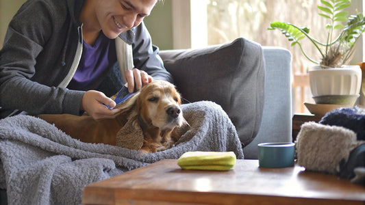 Master Dog Ear Care: Your Guide to Effective Wash Solutions