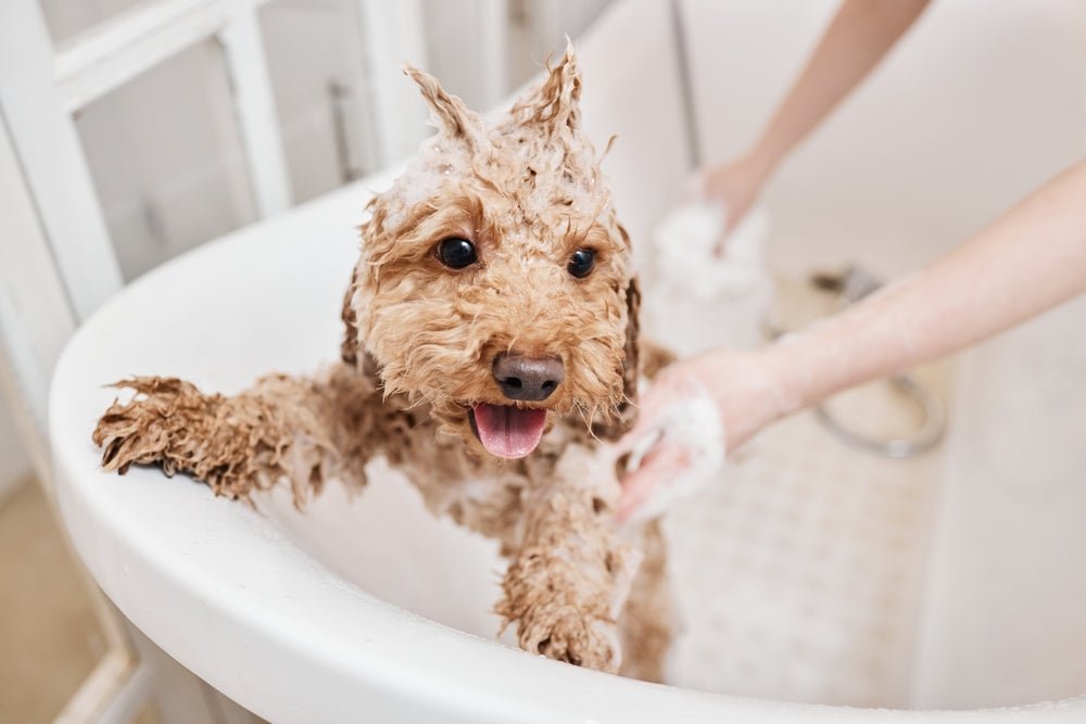 Dog Grooming Routine at Home: The Complete Step-by-Step Guide for a Healthy, Happy Dog - Stinky Stuff