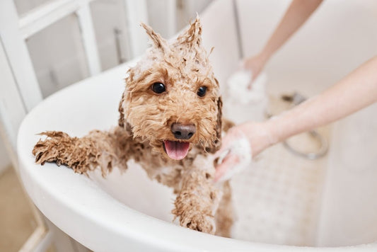 Dog Grooming Routine at Home: The Complete Step-by-Step Guide for a Healthy, Happy Dog - Stinky Stuff