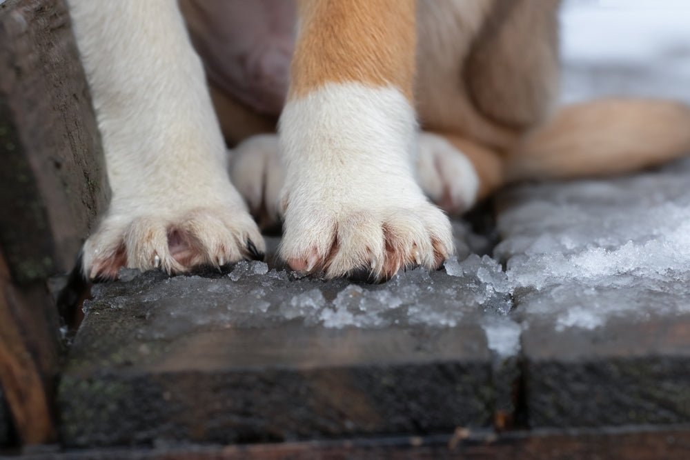 Dog Paw Balm for Winter: Why Cold Weather Protection Matters - Stinky Stuff