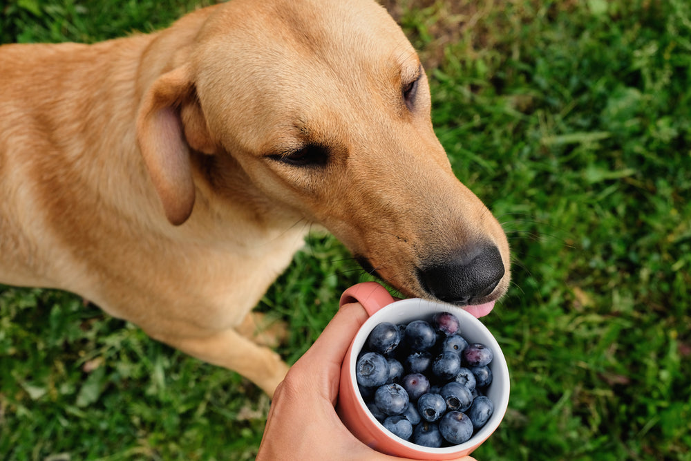 Can Dogs Eat Strawberries, Bananas and Everyday Fruits?