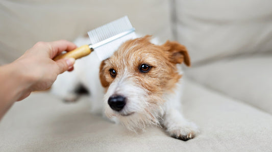 How to Prevent & Manage Fleas in Dogs Naturally