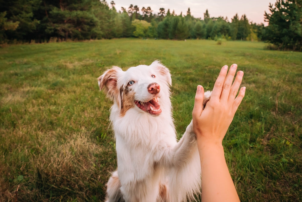 Best Paw Balms for Dogs in the UK