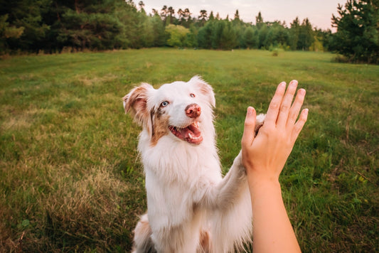 Dog high five