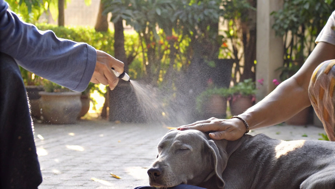 7 Effective Mosquito Repellent for Dogs to Keep Pets Safe