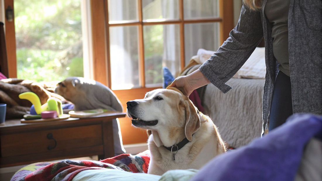 Best Flea Spray for House: Compare Top Natural Options