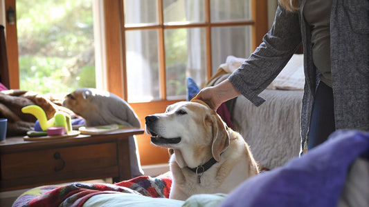 Best Flea Spray for House: Compare Top Natural Options