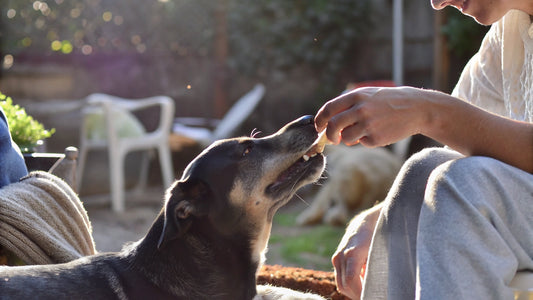 Probiotics for Dogs: Benefits, Dosage, and Key Differences