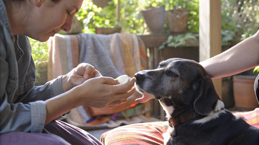 9 Over the Counter Allergy Medicine for Dogs to Consider