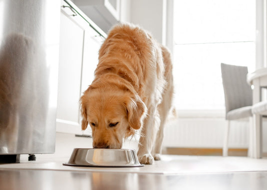 What Your Dog's Coat Is Telling You About Their Diet.