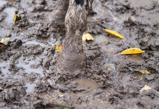 How to Manage Mud Fever in Horses Naturally