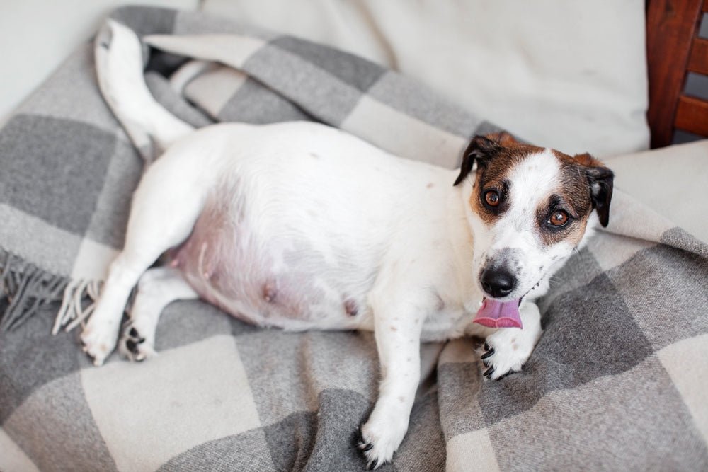 How Long Are Dogs Pregnant? What to Actually Expect - Stinky Stuff